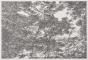 Arbres le long du Rhin (2), 2017