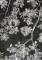 The garden of shadows, Ch�ne 5, 2025